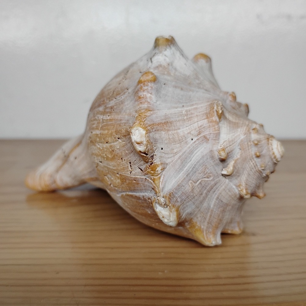 Vtg Knobbed Whelk Shell 6" Natural Sea Shell Beach Coastal Decor Craft Collector